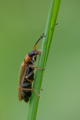 Rhagonycha nigriventris