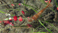 Heteropenaeus longimanus