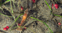 Heteropenaeus longimanus