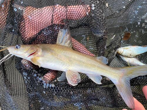 Spotfin bagrid (Hemibagrus spilopterus) — Bagridae — 3