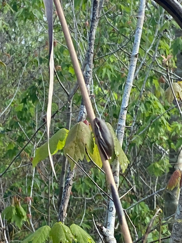 Green Treefrog observed by grant_parton