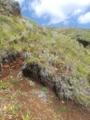 Gladiolus saundersii
