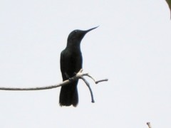 Avocettula recurvirostris