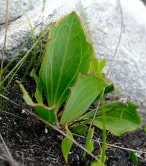 Mairia coriacea