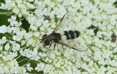 Leucozona laternaria