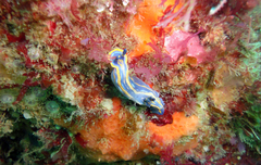 Felimare fontandraui