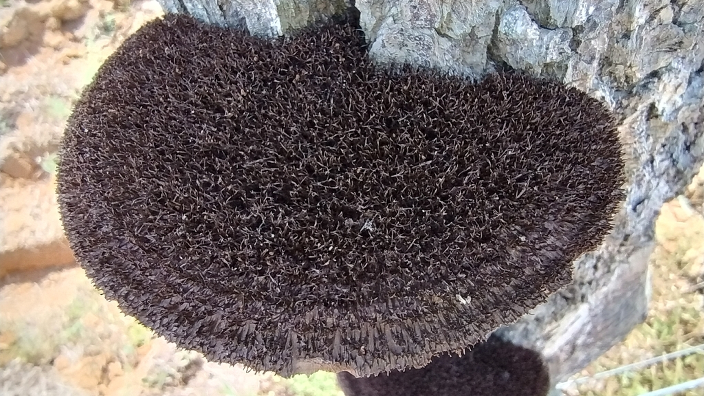 Hexagonia hydnoides · January 2026 · photo: © biomartita (iNaturalist, cc-by)