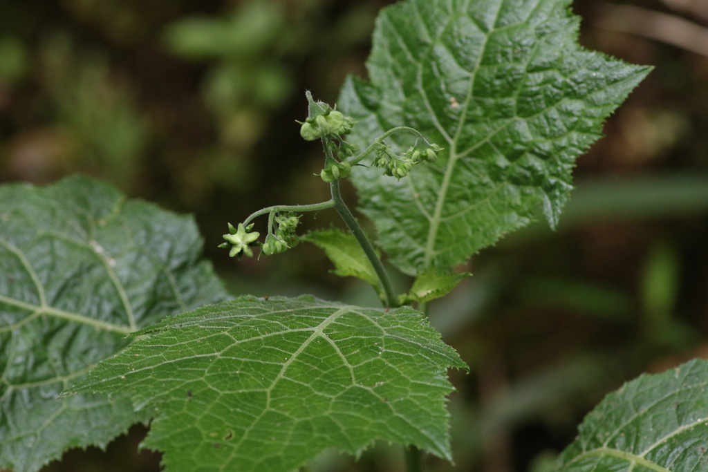 Aosa uleana