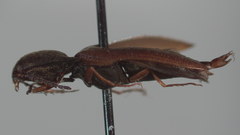 Sericus incongruus