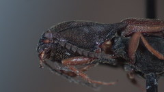 Sericus incongruus