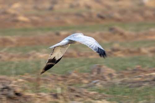 Hen Harrier