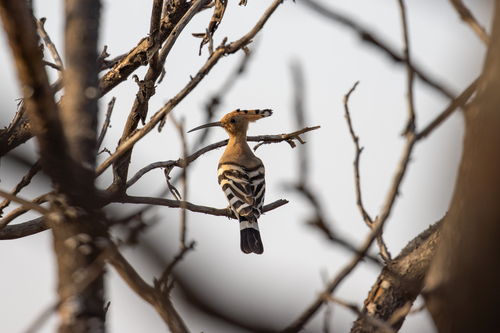 Common Hoopoe