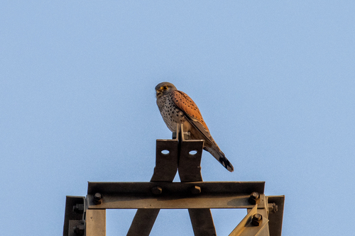Eurasian Kestrel