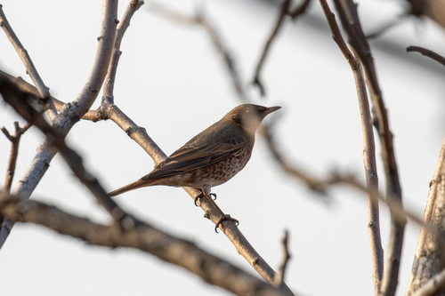 Naumann's Thrush (Turdus naumanni)