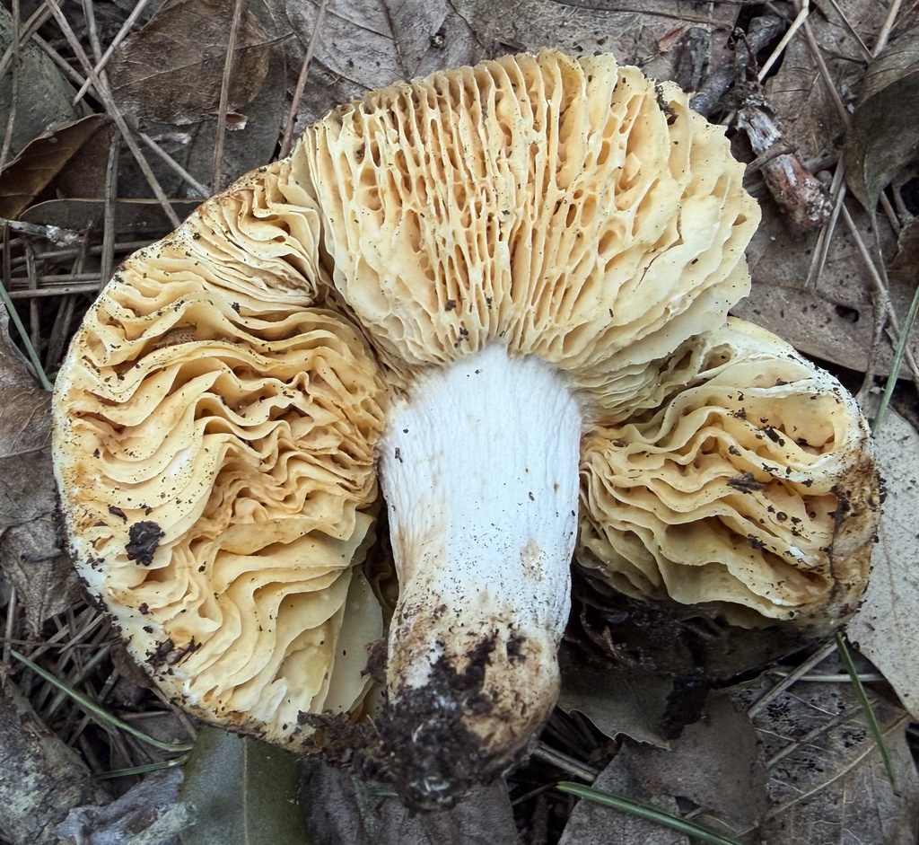 Russula vinaceodora