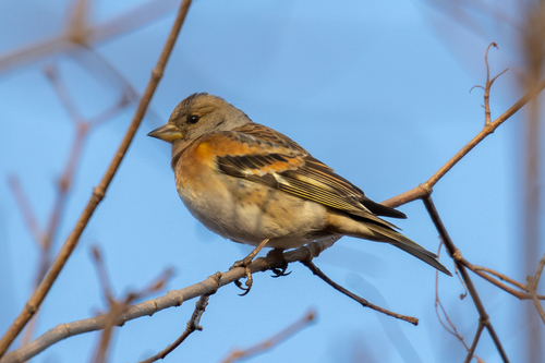 Brambling