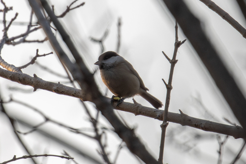 Marsh Tit