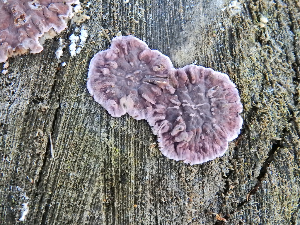Chondrostereum purpureum · January 2026 · photo: © susan_marley (iNaturalist, cc-by)