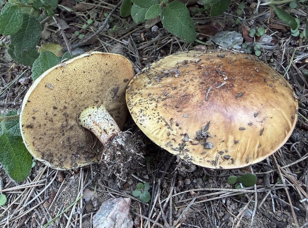 Suillus bellinii · January 2026 · photo: © lucian_clanet (iNaturalist, cc-by)