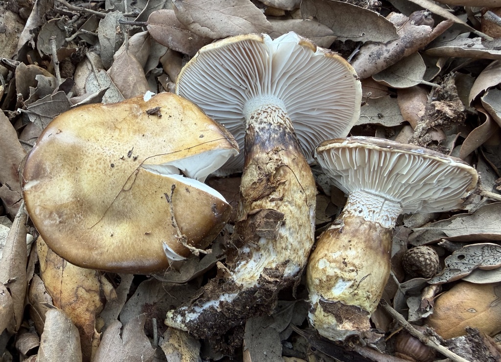 Hygrophorus fuscovinosus · January 2026 · photo: © lucian_clanet (iNaturalist, cc-by)