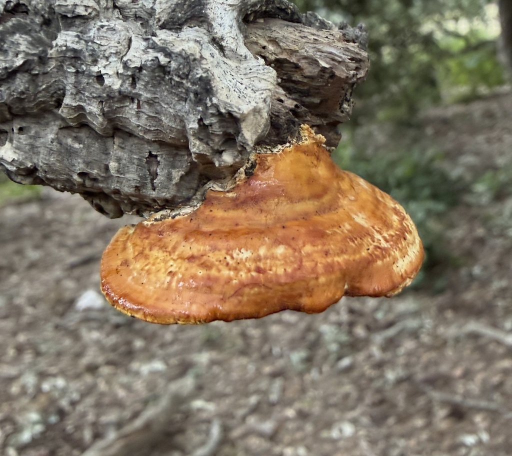 Truncospora atlantica