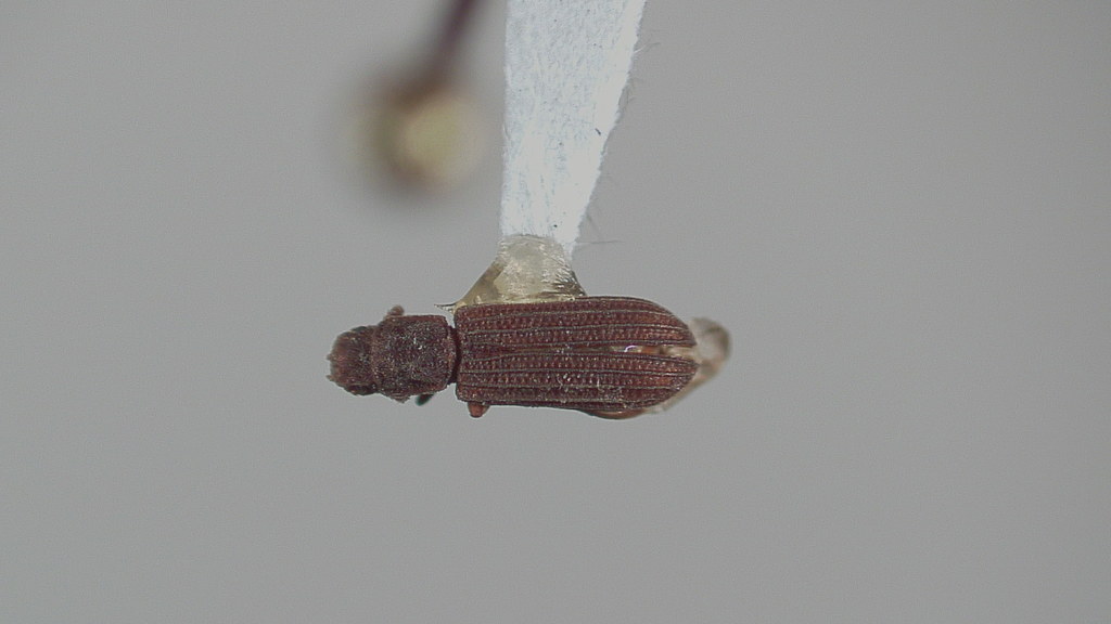 Boreal Ironclad Beetle