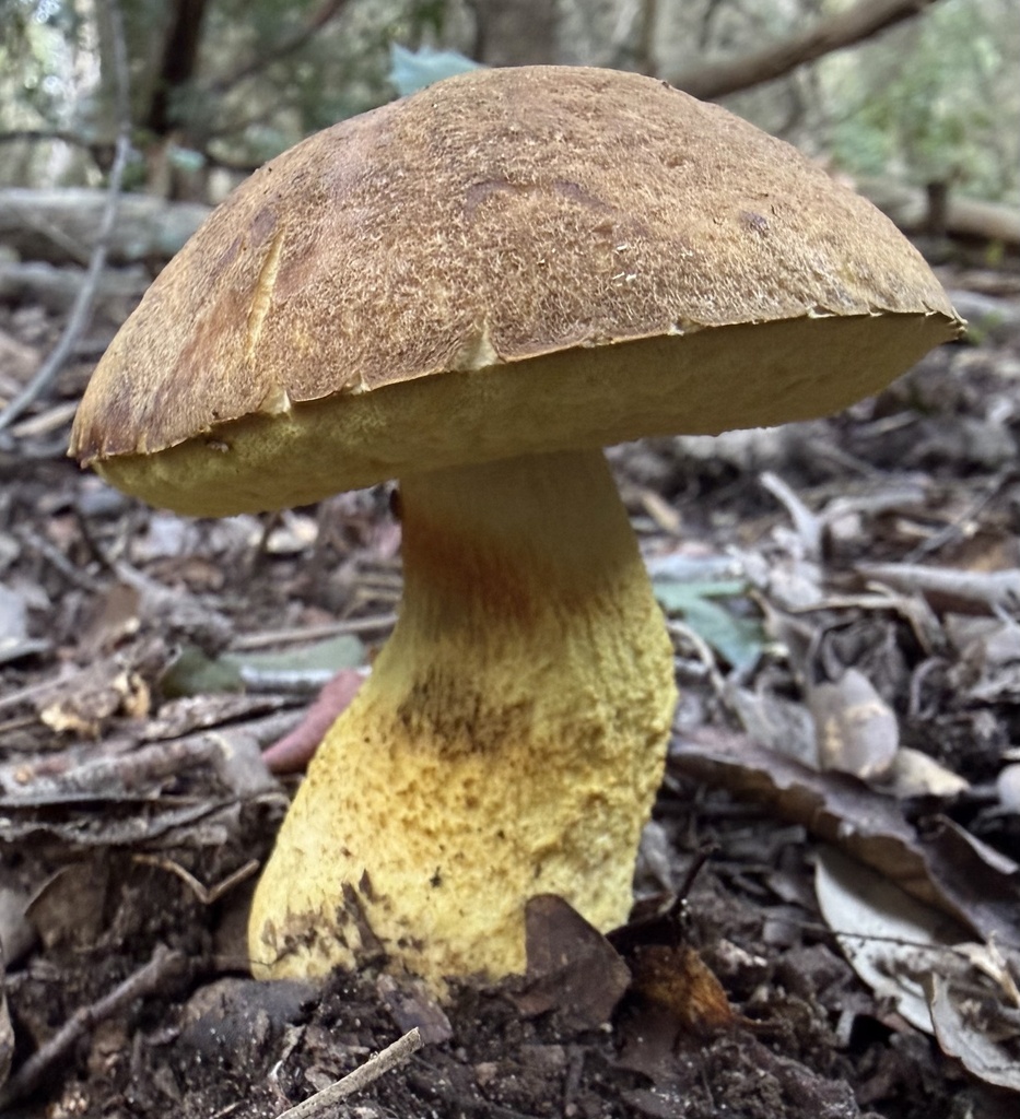 Leccinellum lepidum