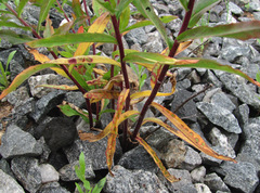 Cystiphora sanguinea