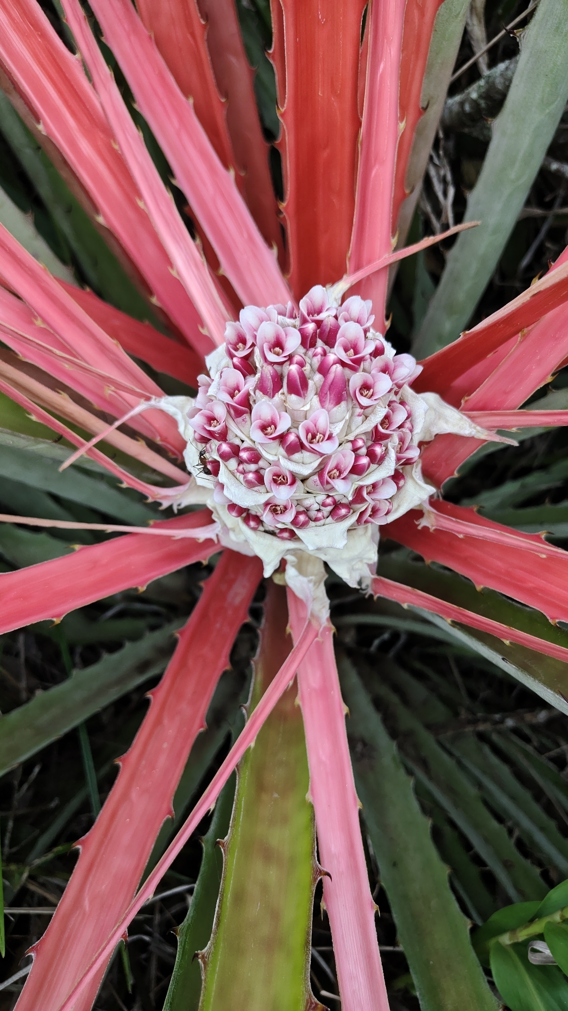 Bromelia balansae