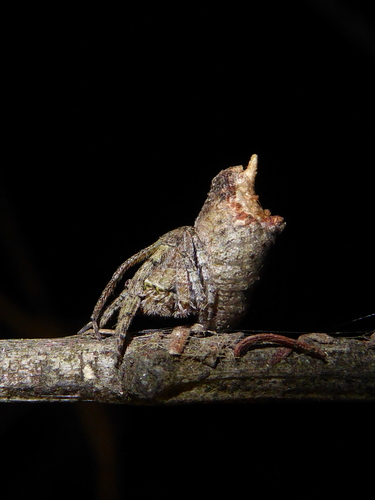 Rough Twig Mimic