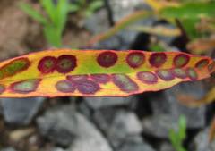 Cystiphora sanguinea