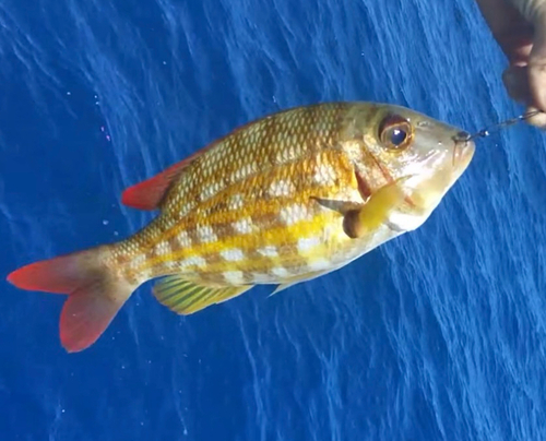Ornate emperor (Lethrinus ornatus) — Lethrinidae — 3