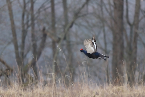 Black Grouse photographed in Belarus