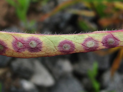 Cystiphora sanguinea