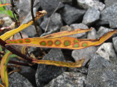 Cystiphora sanguinea