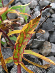 Cystiphora sanguinea