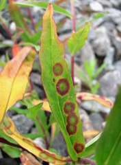 Cystiphora sanguinea