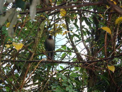 Trochalopteron melanostigma