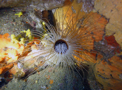 Cerianthus membranaceus