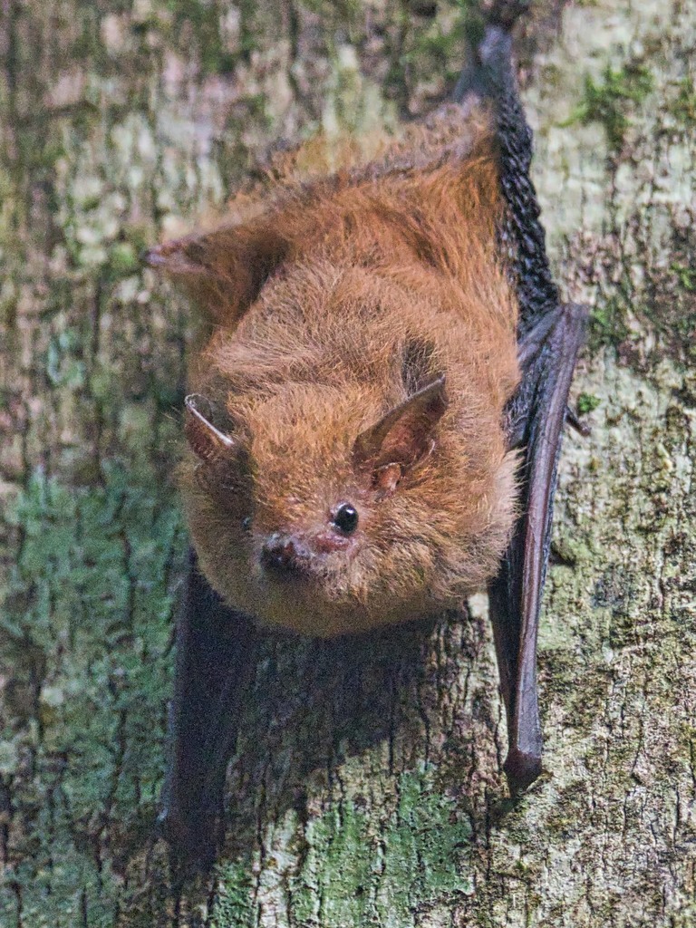 Shaggy Bat