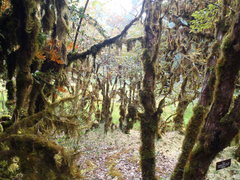Rhododendron arboreum