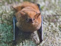 Shaggy Bat photo 2