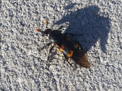 Nicrophorus carolina