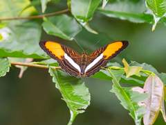 Adelpha cytherea