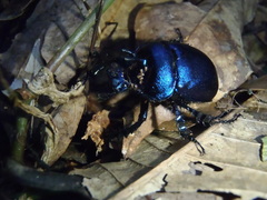 Enoplotrupes sharpi