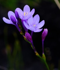 Thereianthus juncifolius