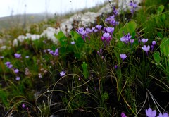 Thereianthus juncifolius