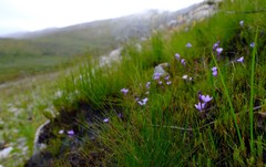Thereianthus juncifolius