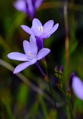 Thereianthus juncifolius