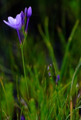 Thereianthus juncifolius